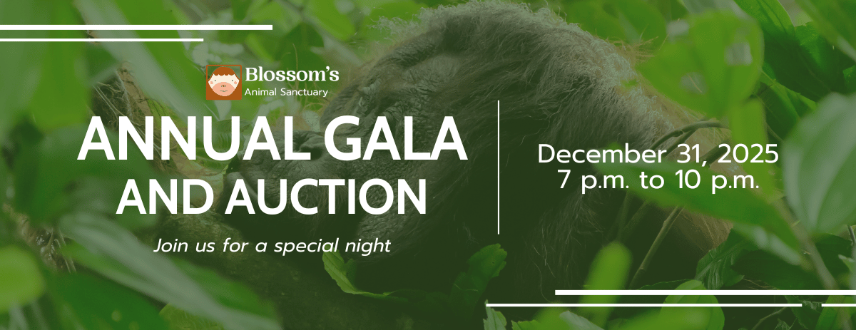 Blossom's Annual Gala and Auction