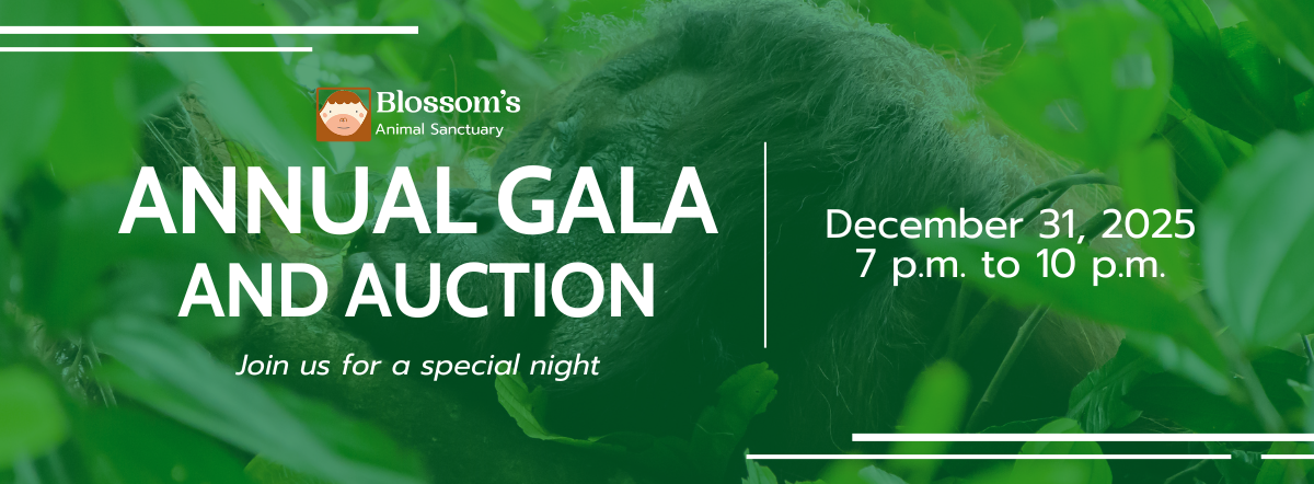 Blossom's Annual Gala and Auction